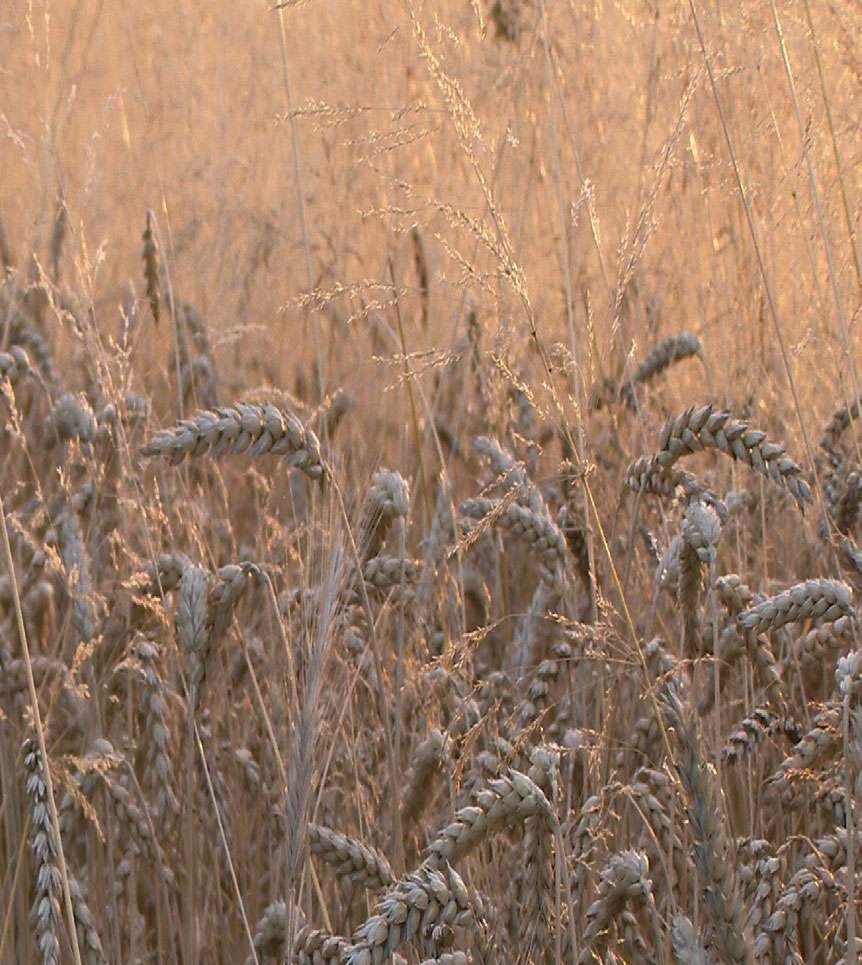 Joy Of Cranleigh – What was happening in Cranleigh in August 1916?