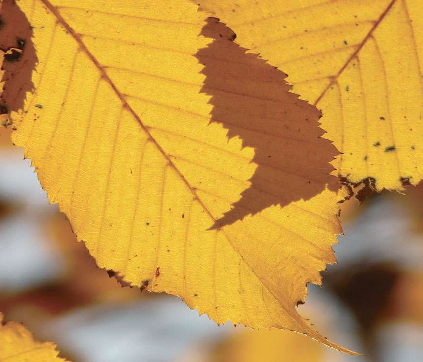 October – Leaf Gold