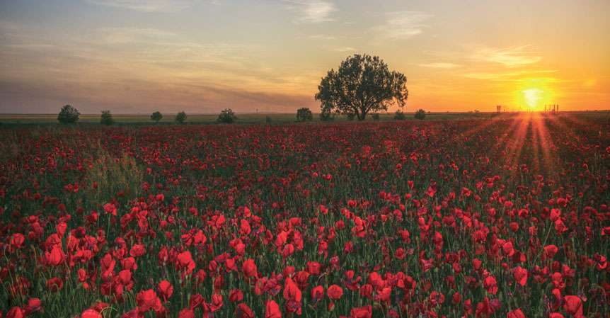 Remember Remember Cranleigh