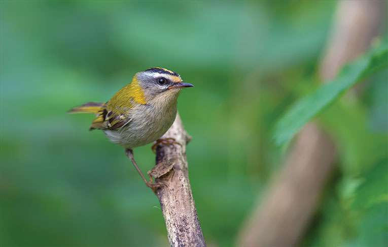 Firecrest-w