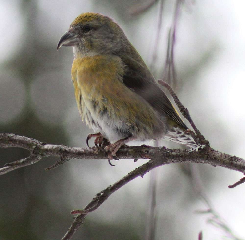 Loxia_Curvirostra-(1)