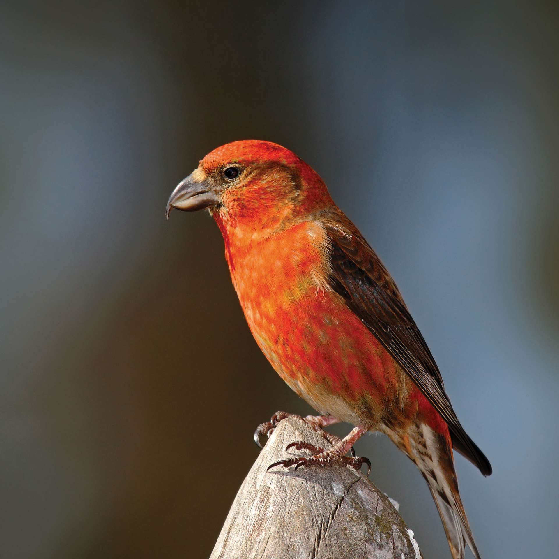 Joy Of Cranleigh – What was happening in Cranleigh in April 1917?