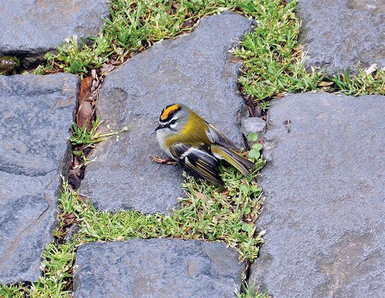 firecrest-2-w