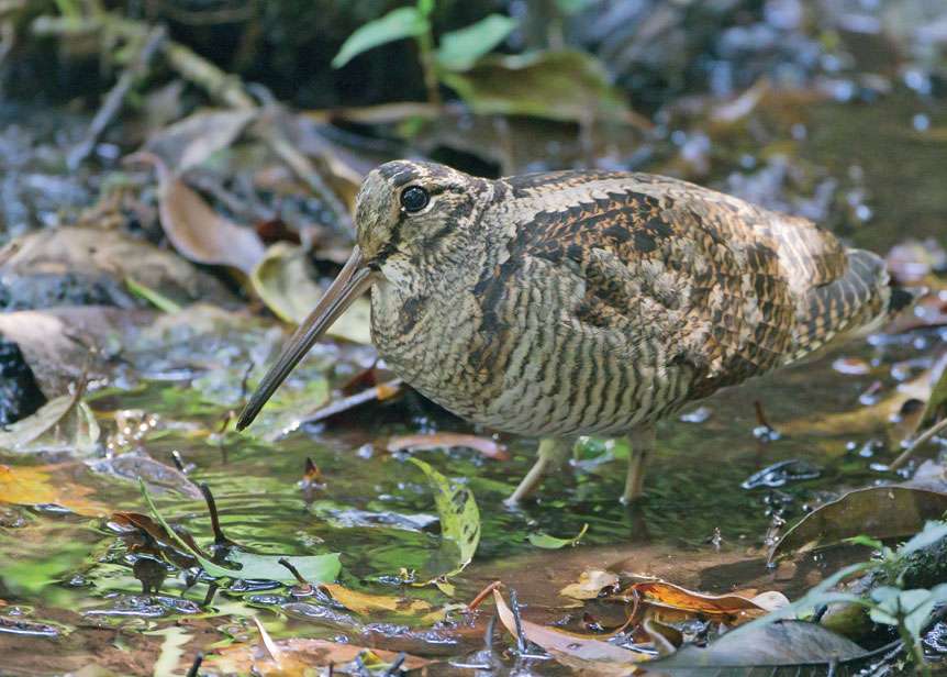 People Profile – John Castleman – An American Dreamer