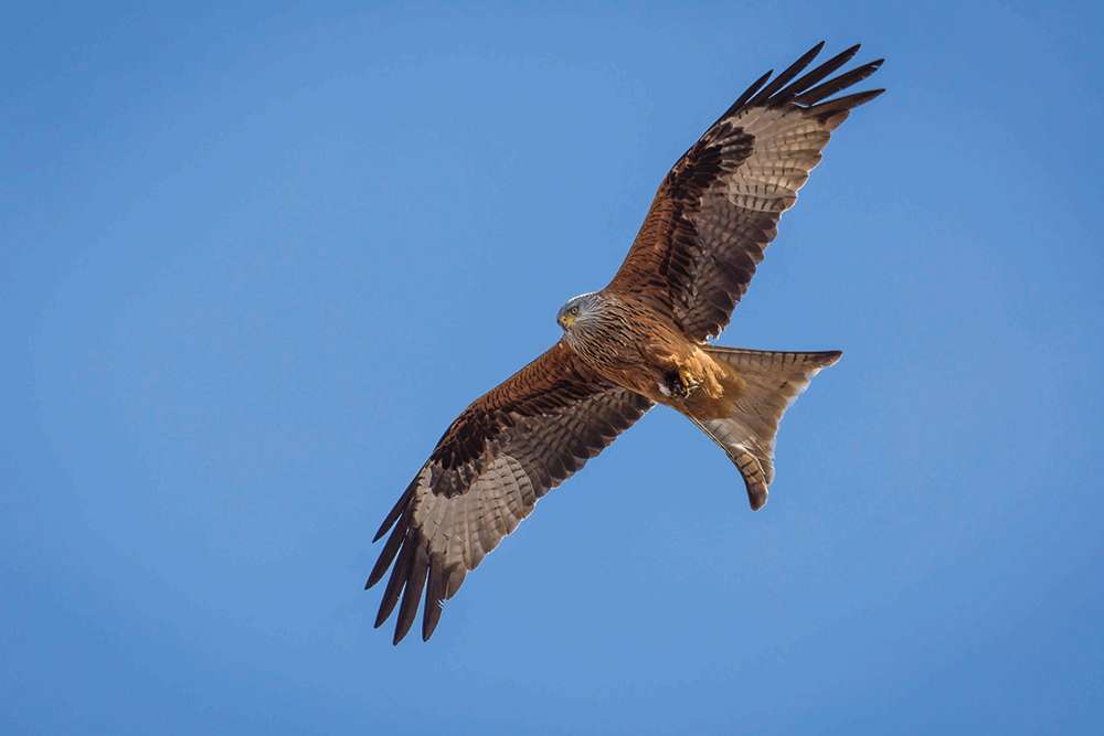 redkite