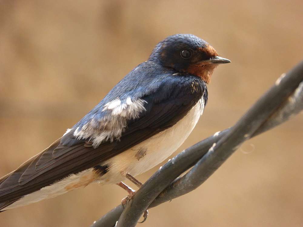 swallow