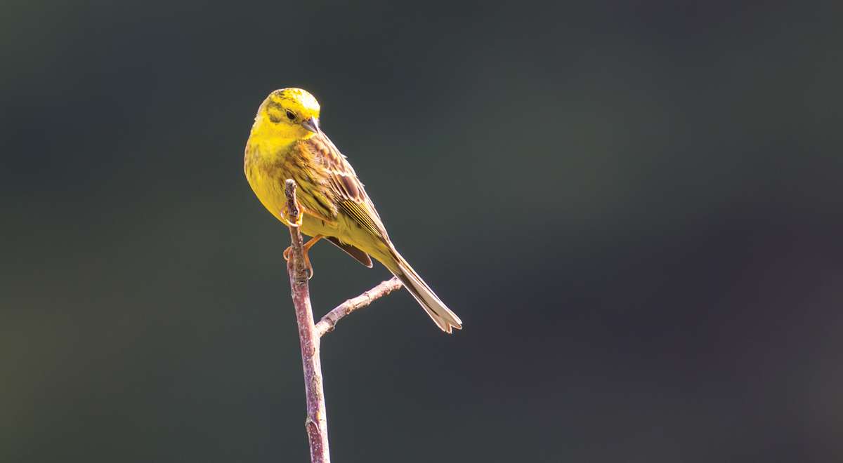 yellowhammer-2-website