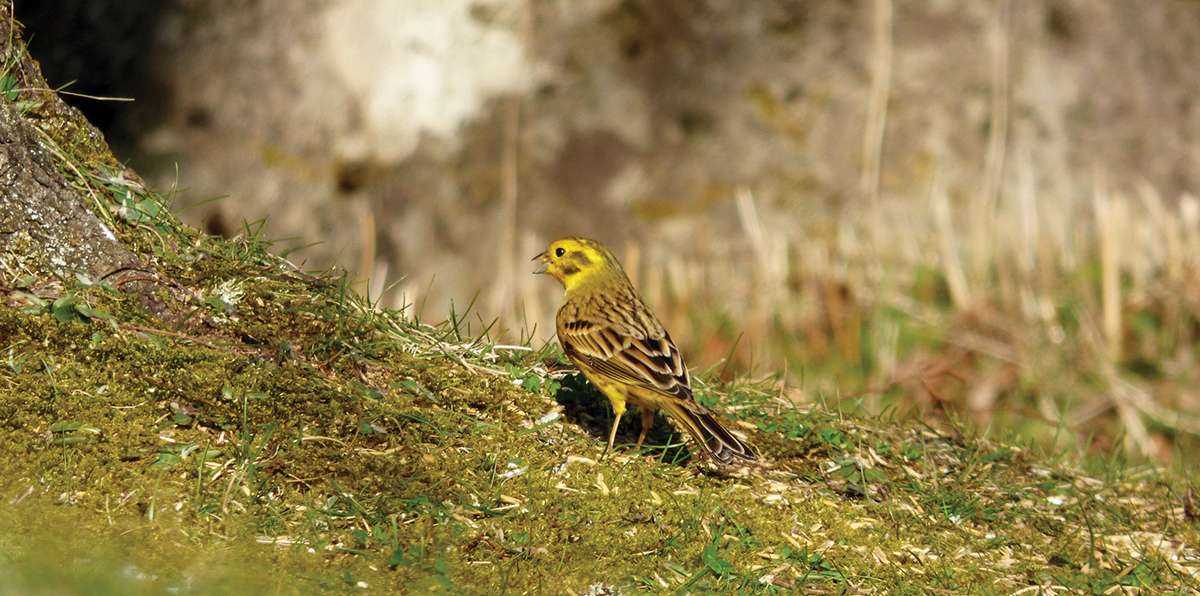 yellowhammer-sings-website