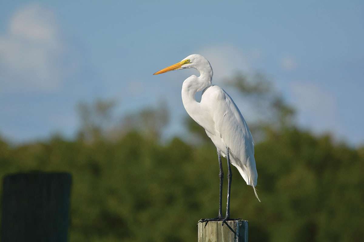 Book Review – An Almost Perfect Christmas – Nina Stibbe