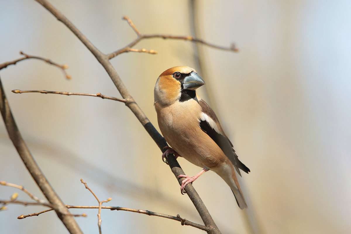 Crane Spotter – January 2018 – Hawfinch hordes hit the hills!