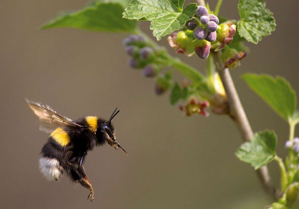 Cranleigh Badminton Club Welcomes New Players