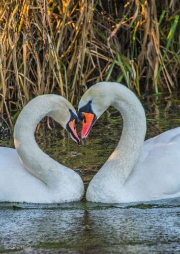 Cranleigh’s School For Secret Agents