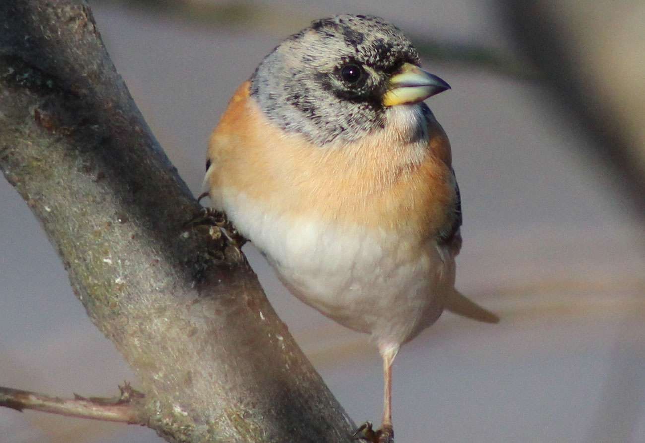 Joy of Cranleigh – Buildings  With a Story – January 2020