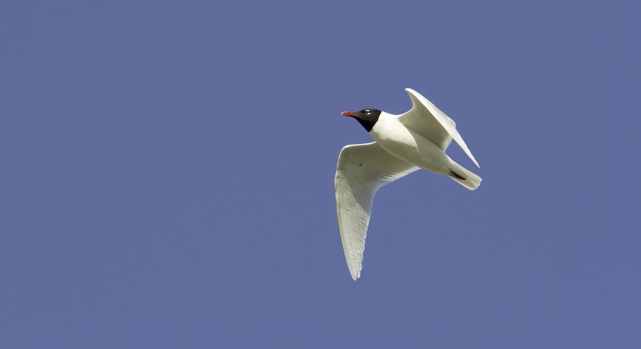 Crane Spotter – August 2020 – Array of Med Sunshine