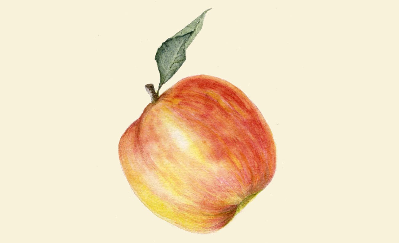 Garden Life – September 2020 – Gill Ford