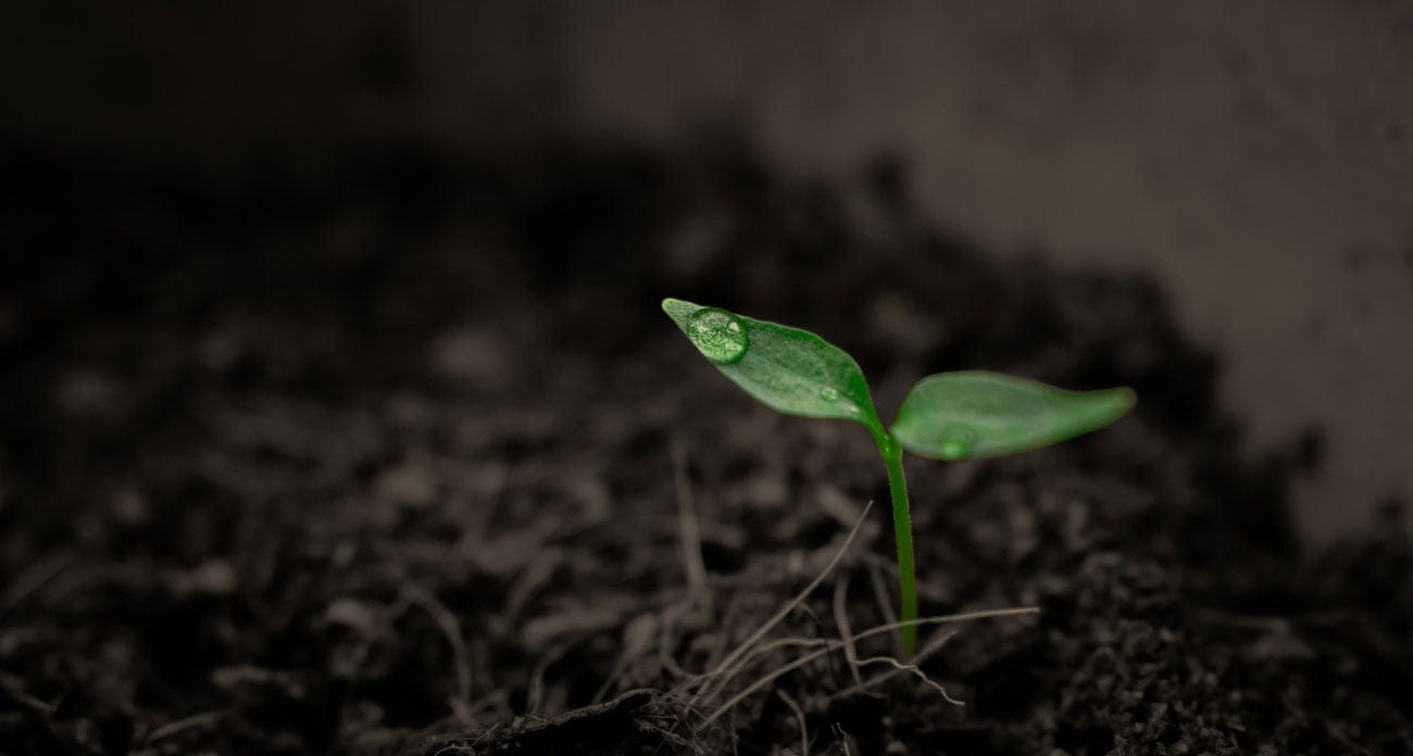 The Soil As Saviour – By Sharon Duggan