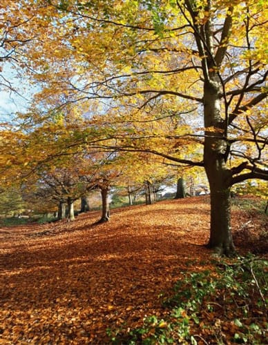 Garden Life – October 2020 – Gill Ford