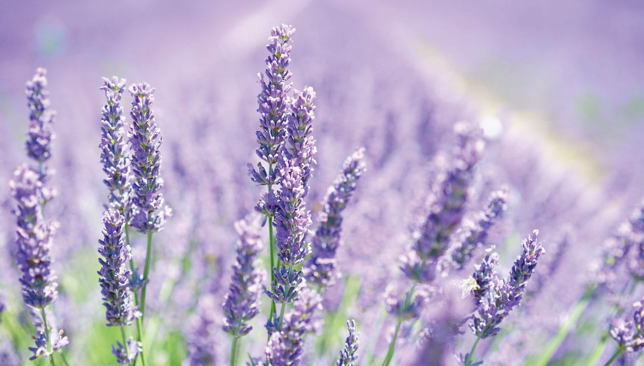 Clean Doesn’t Have A Smell