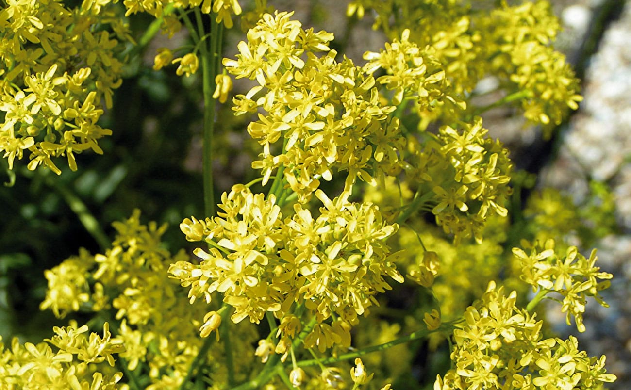 Wild Wonders – What’s in a name?