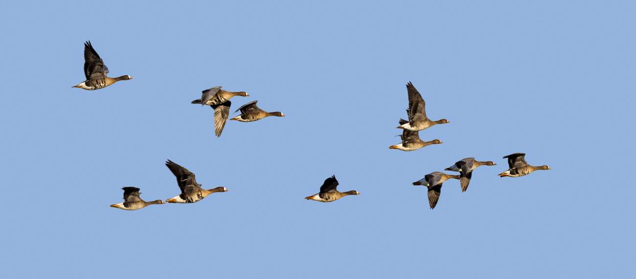 Crane Spotter – February 2021 – From Russia With Love