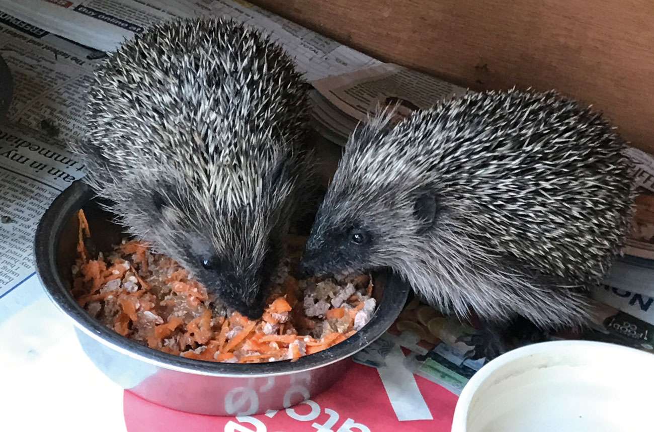 Wild Wonders – February 2021