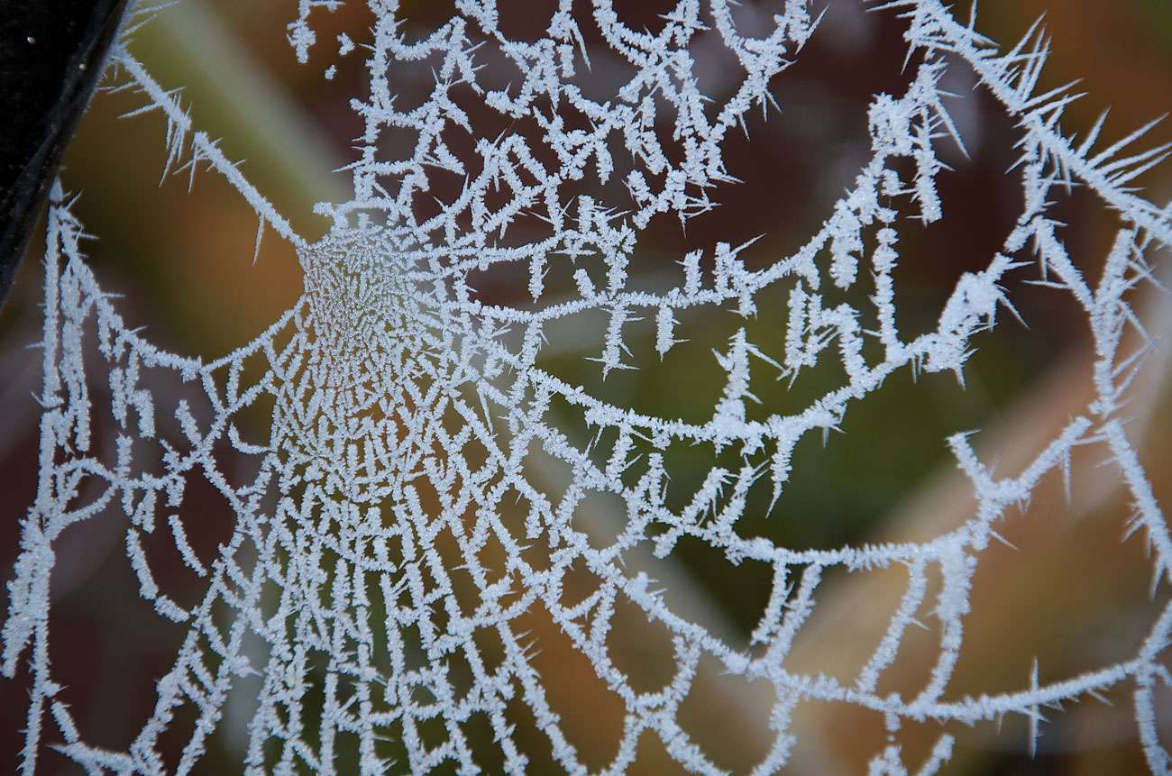 Garden Life – Gardening Tips for February 2021