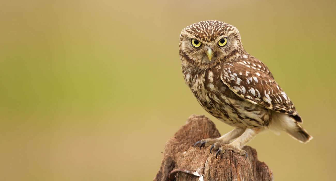 Crane Spotter – March 2021 – Now it’s time we care two big hoots for Little Owls