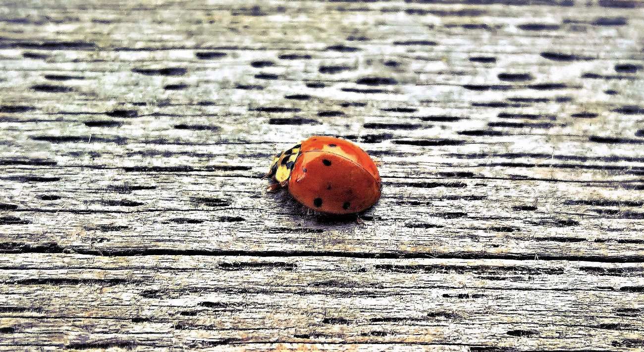 Wild Wonders – March 2021