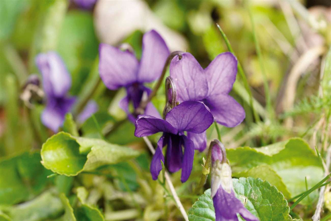 Wild Wonders – April 2021