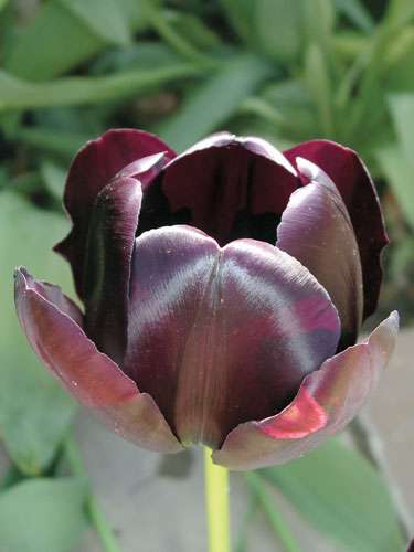 Garden Life – Gardening Tips for April 2021