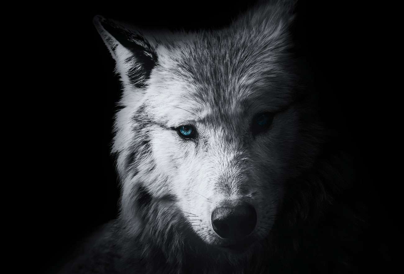 Ivy Mitchell – She-Wolf