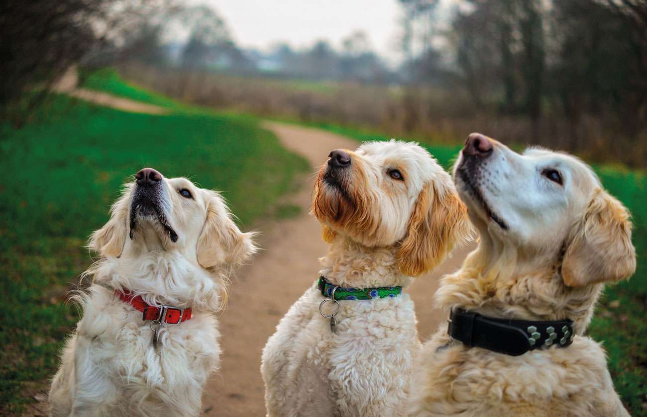 Lockdown, Love & Affection