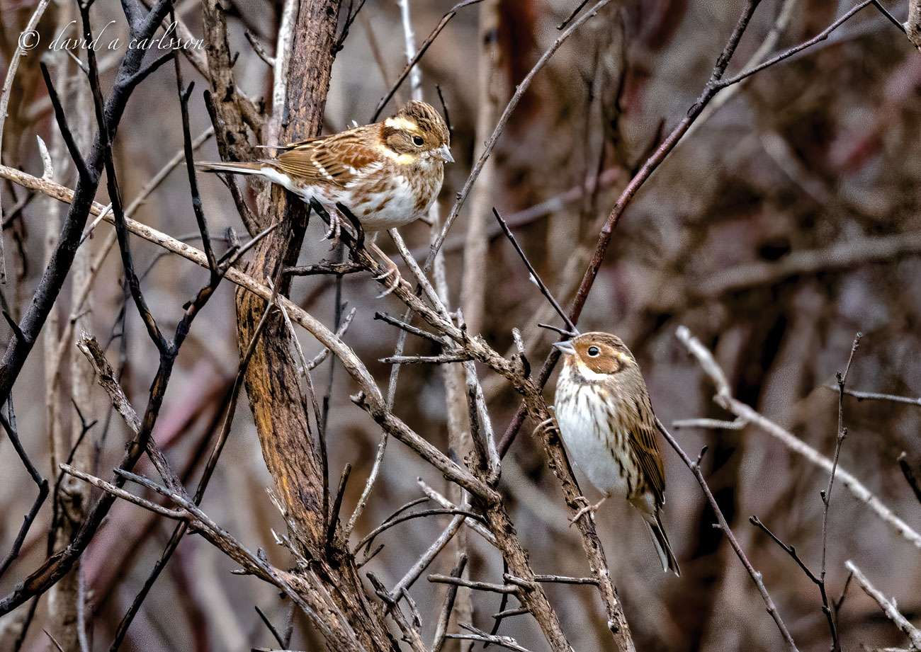 Crane Spotter – May 2021 – Bye, baby Bunting