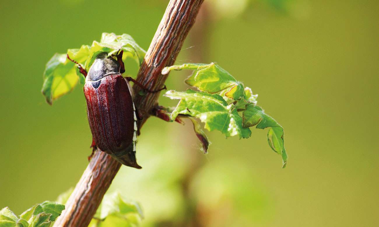 Wild Wonders – Maybugs and Hornbeams – May 2021