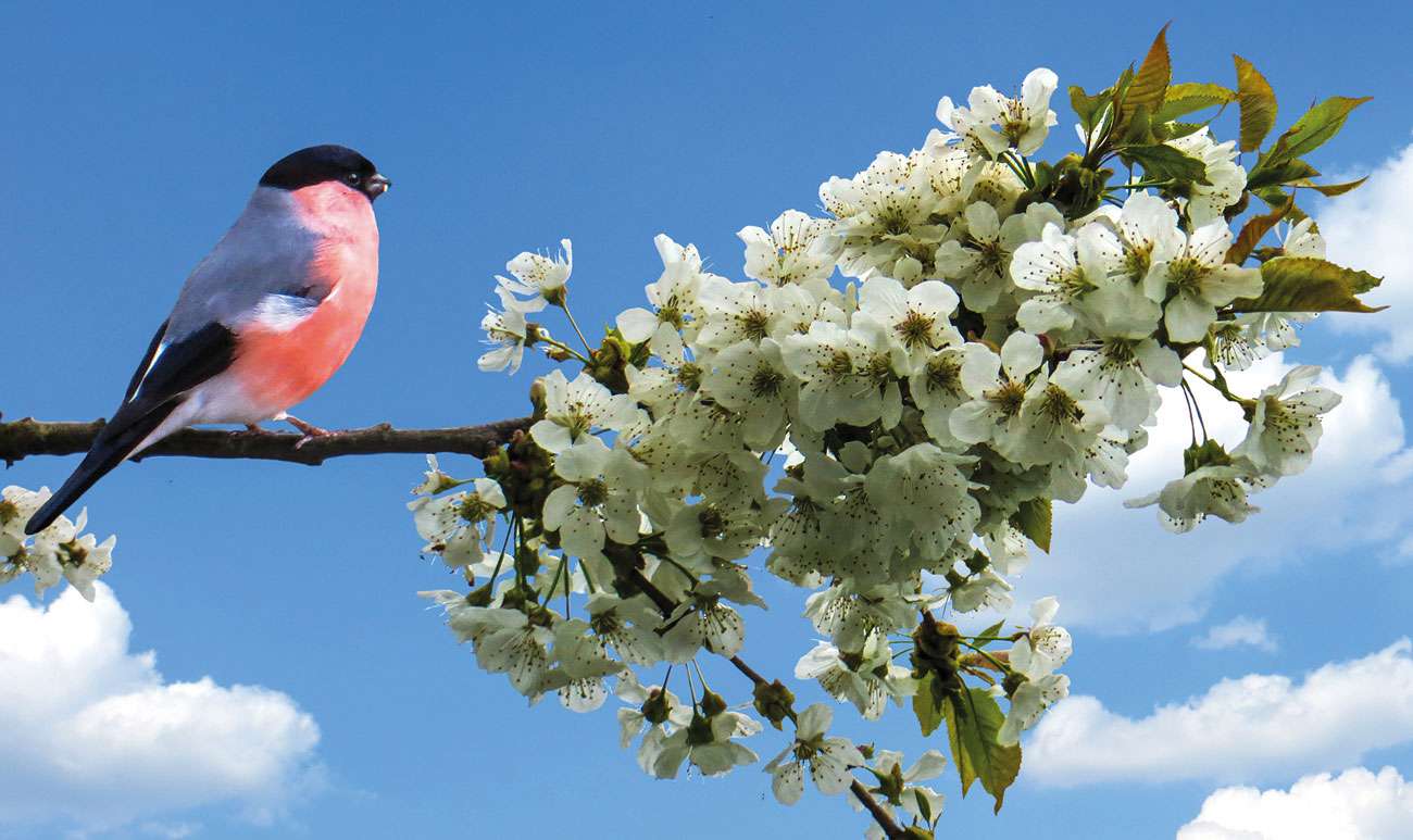 Garden Life – Gardening Tips for May 2021 – Gill Ford