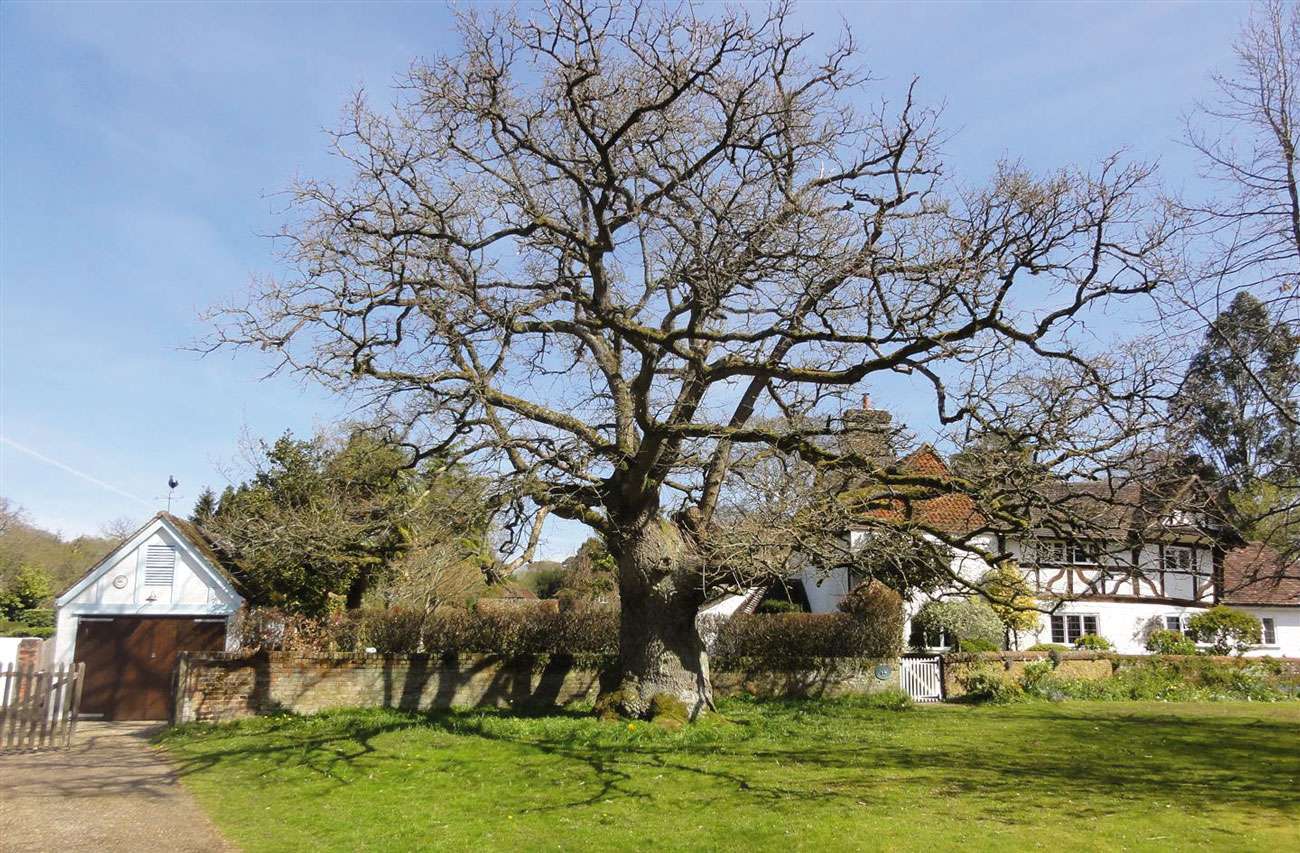 Wild Wonders – Orchids, Oaks and Flower Clocks