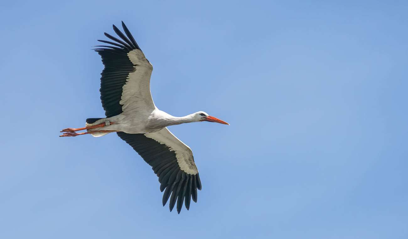 Crane Spotter – July 2021 – Many happy returns