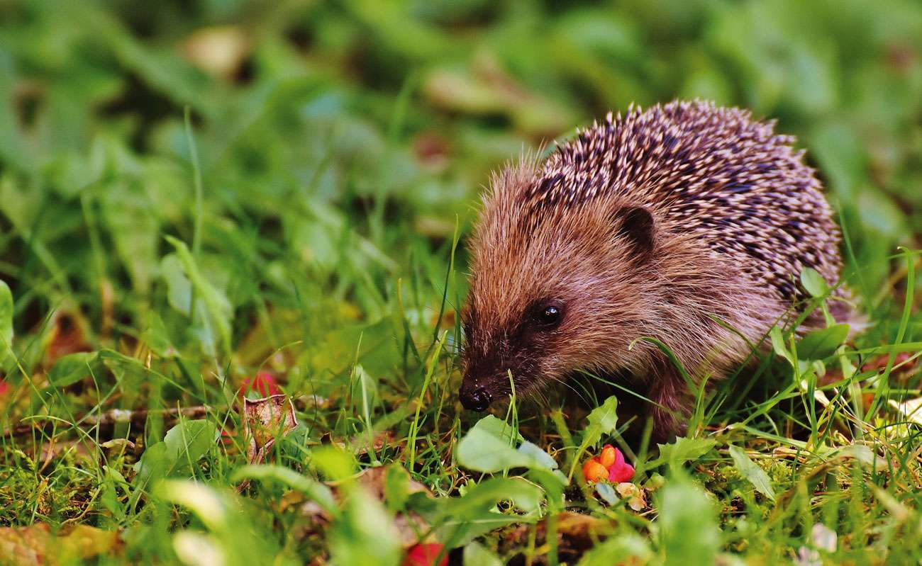 Saving The Hedgehogs