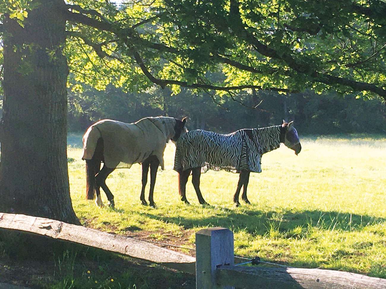 Wild Wonders – Loving Your Natural Landscape