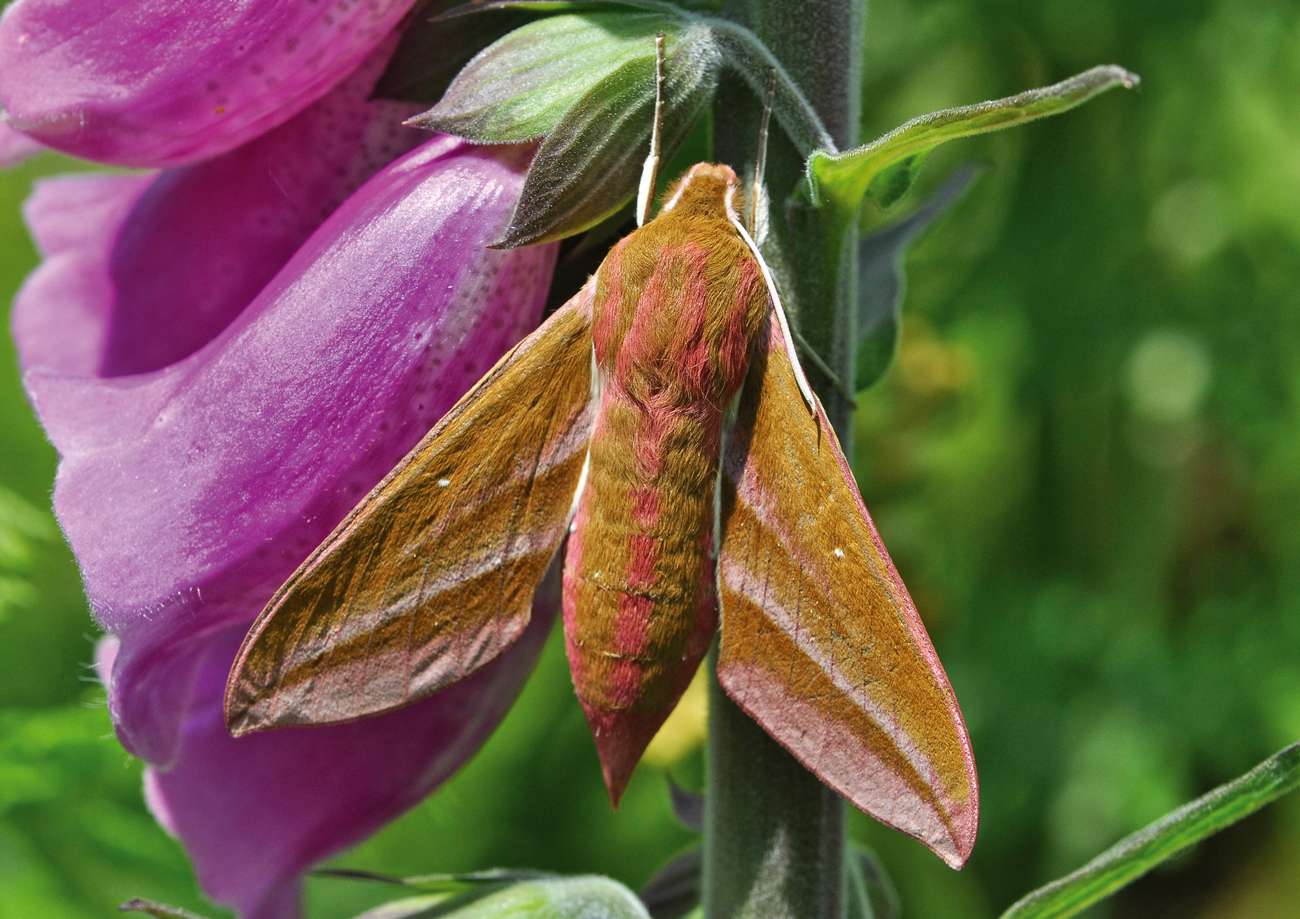 Wild Wonders – Nature’s disposal system and The Humongous Fungus