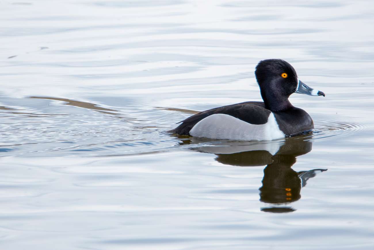 Crane Spotter – August 2021 – Cranleigh and Ewhurst, the centre of the world!
