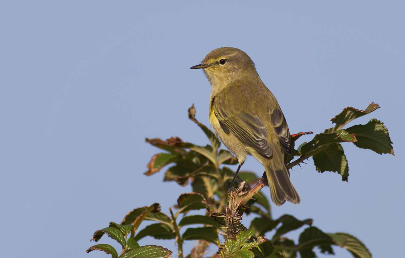 Crane Spotter – September 2021 – Enough to be chuffed