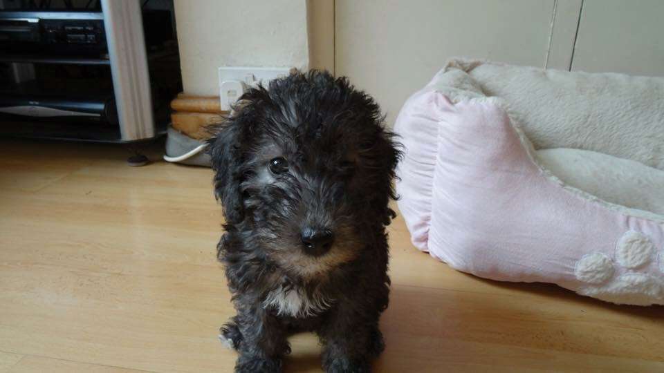 Bedlington Birthday! – Sara Bridgeman