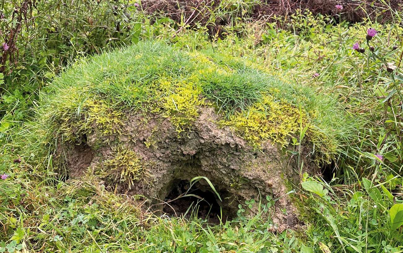 Wild Wonders – Awareness of Ants