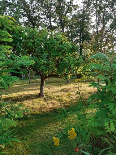 Garden Life – The Garden In October – Gill Ford