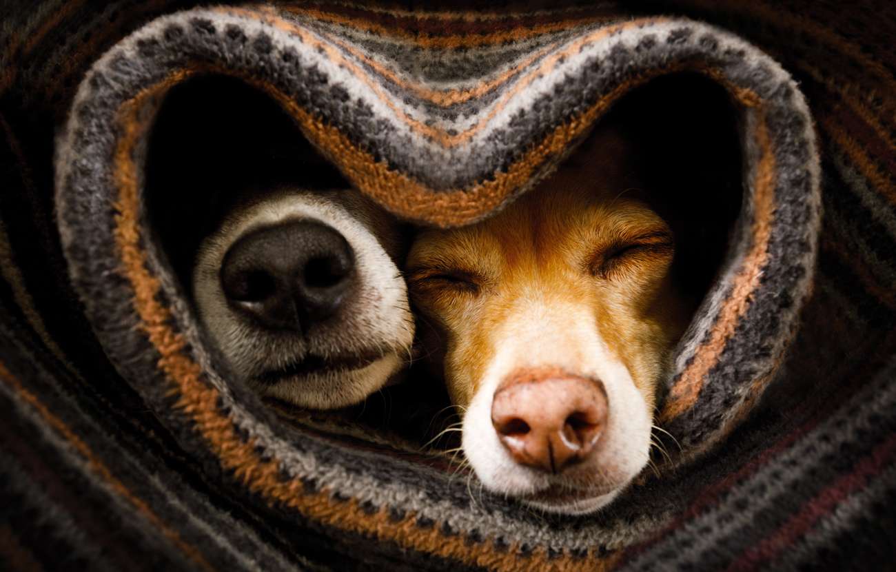 There Will Be Fireworks! – Sara Bridgeman