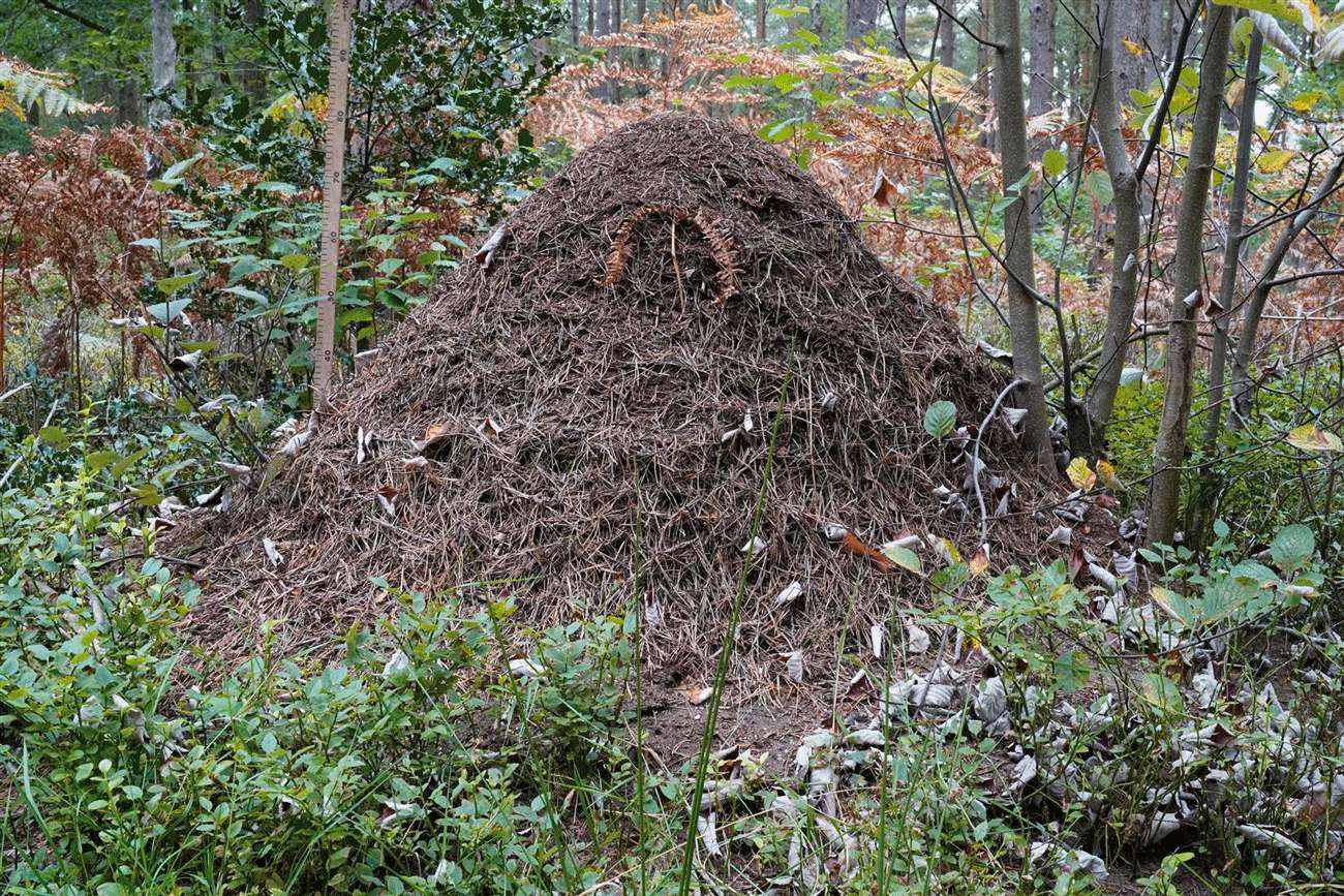 Special Mentions – Simone Conti