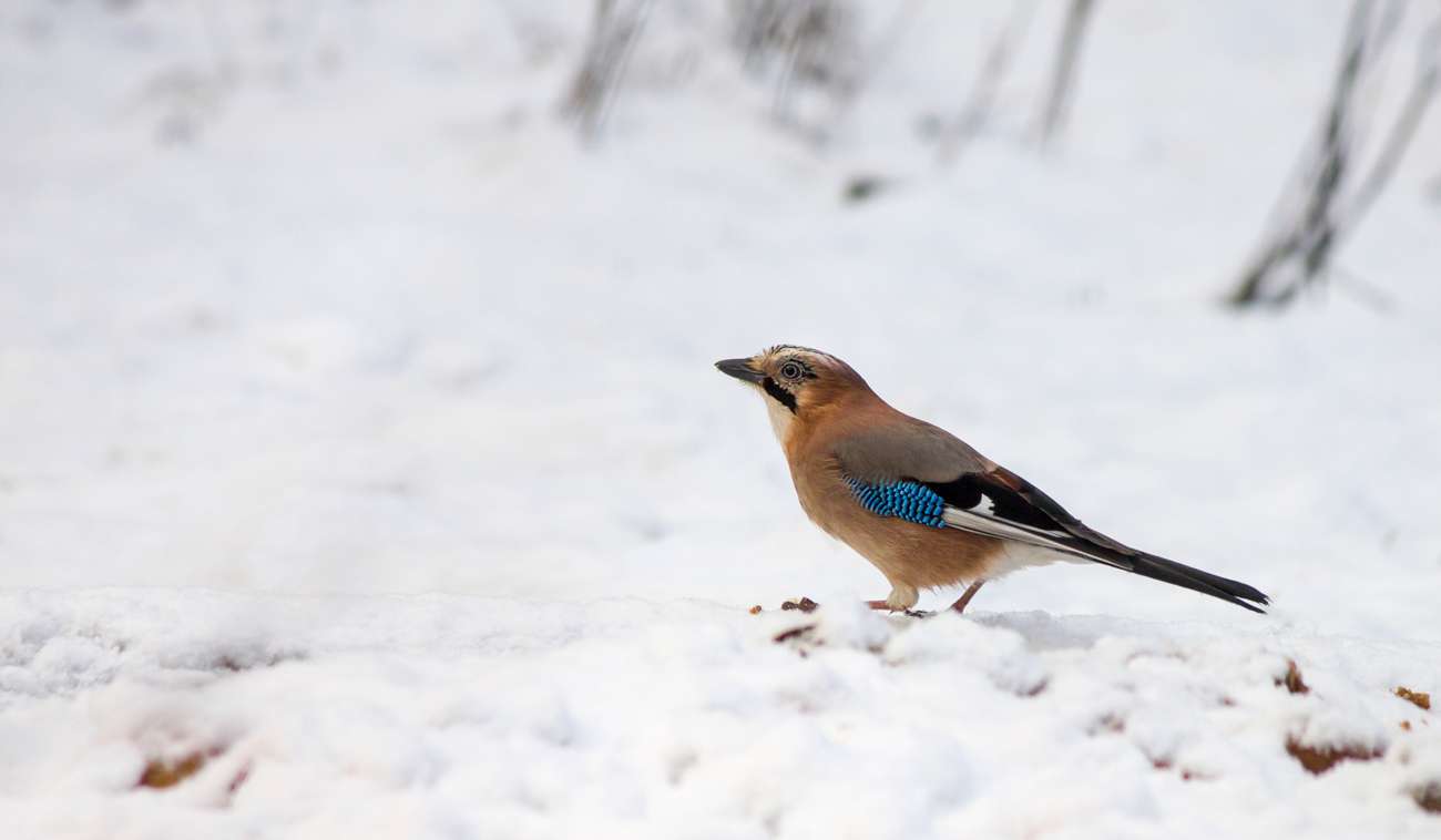 Crane Spotter – October 2021 – Jay talking