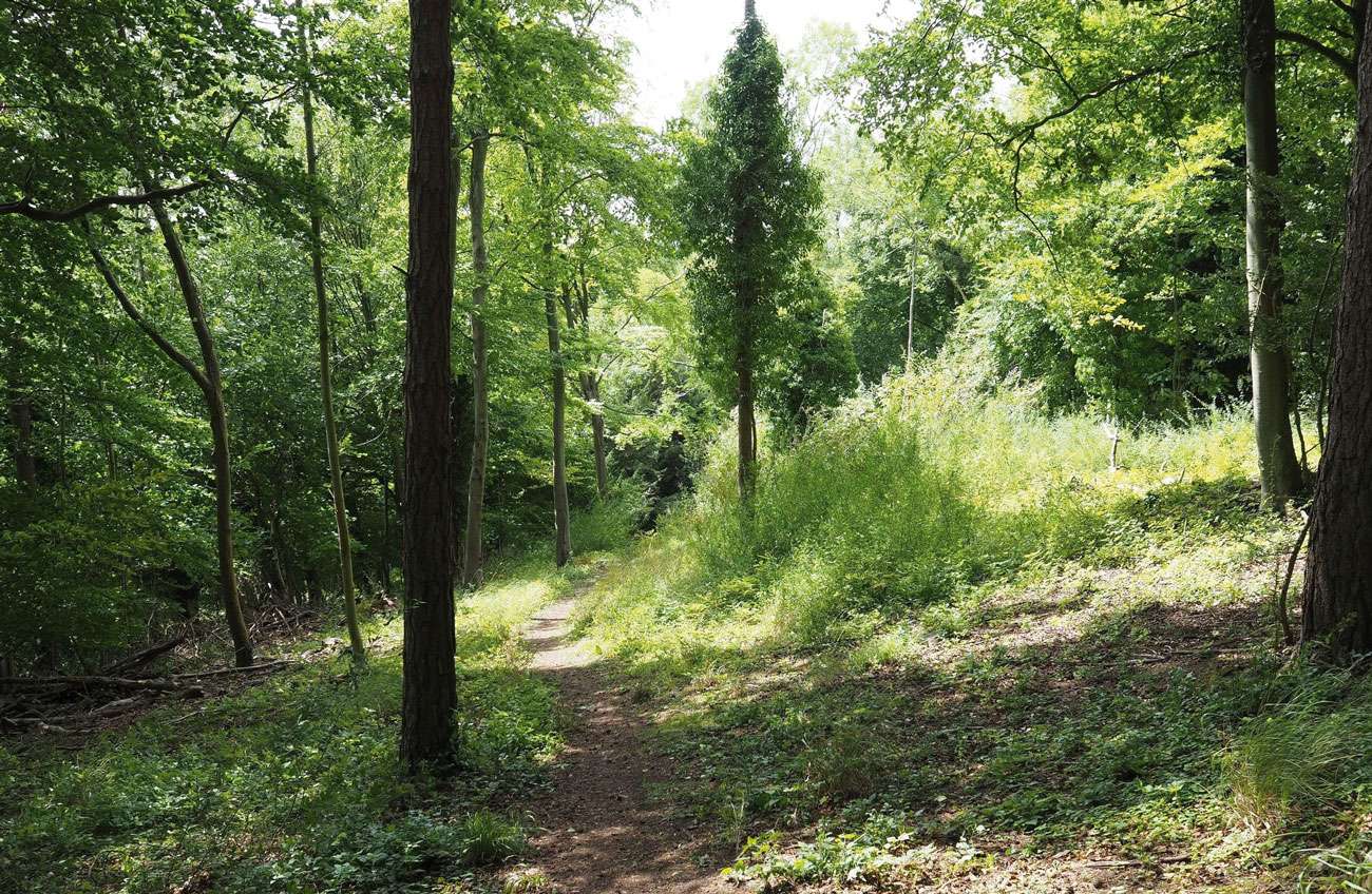 Counting Steps – Gomshall Mill and Netley Park Circular – AllTrails