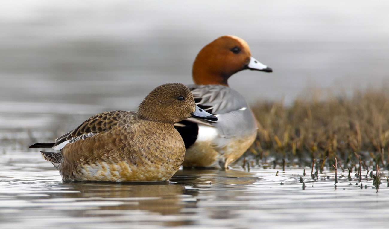 Crane Spotter – January 2022 – Garden birding, my year’s diary